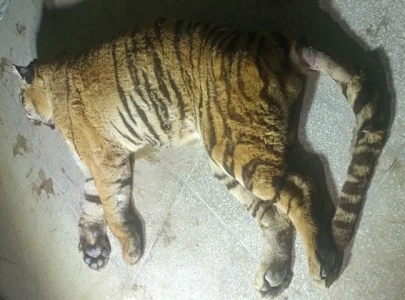 bengal tiger dies at bahawalpur zoo bengal tiger dies at bahawalpur zoo