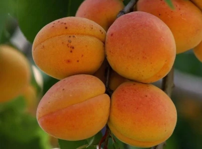 9 health benefits of apricots you should know 9 health benefits of apricots you should know