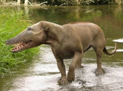 whales evolved from pakicetus an ancient mammal found in pakistan whales evolved from pakicetus an ancient mammal found in pakistan