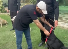 two sniffer dogs retire after years of loyal service two sniffer dogs retire after years of loyal service
