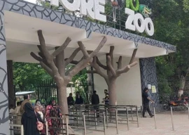 lahore zoo returns to govt control after private firm exits contract lahore zoo returns to govt control after private firm exits contract