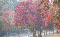 islamabad glows in autumn hues