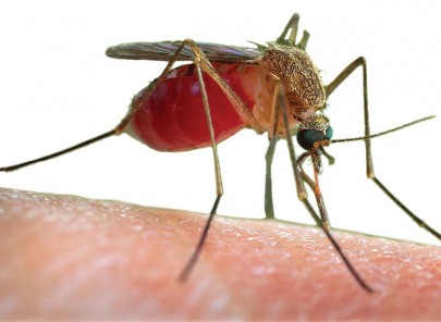 failing to mosquitoes failing to mosquitoes