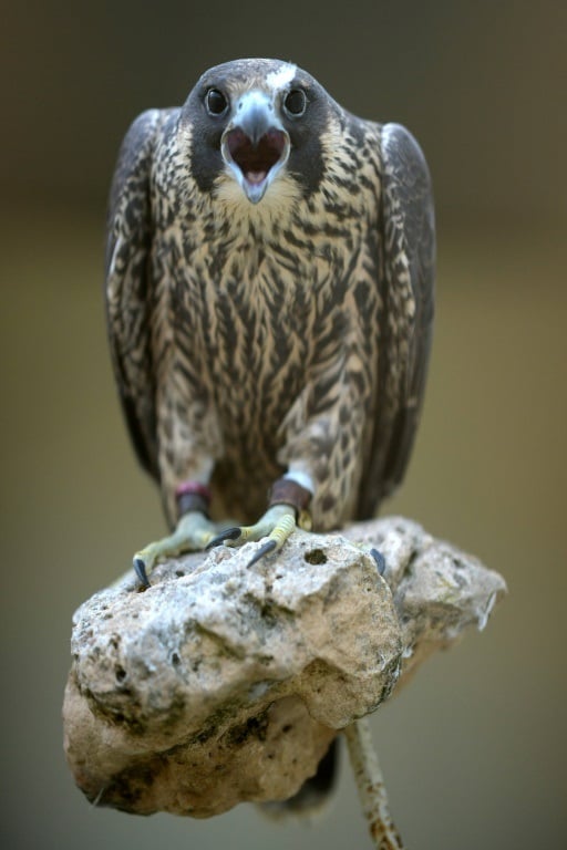 With their long, tapered wings, falcons have exceptional flight capabilities. PHOTO: AFP