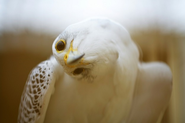 Spain has an age-old tradition of falconry dating back to the Middle Ages when it was introduced by the Visigoths and the Arabs. PHOTO: AFP