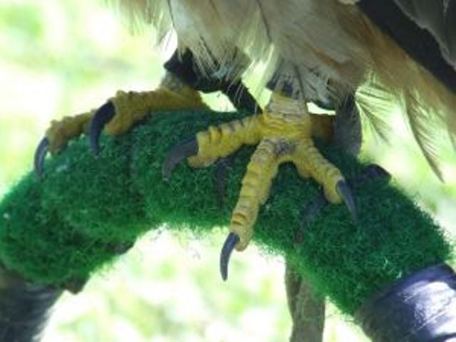 recovered falcons to remain at lahore zoo