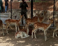 kmc advised against purchasing foreign exotic animals for zoo kmc advised against purchasing foreign exotic animals for zoo