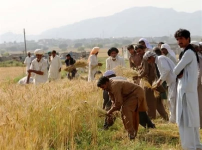 no let up in wheat farmers complaints no let up in wheat farmers complaints