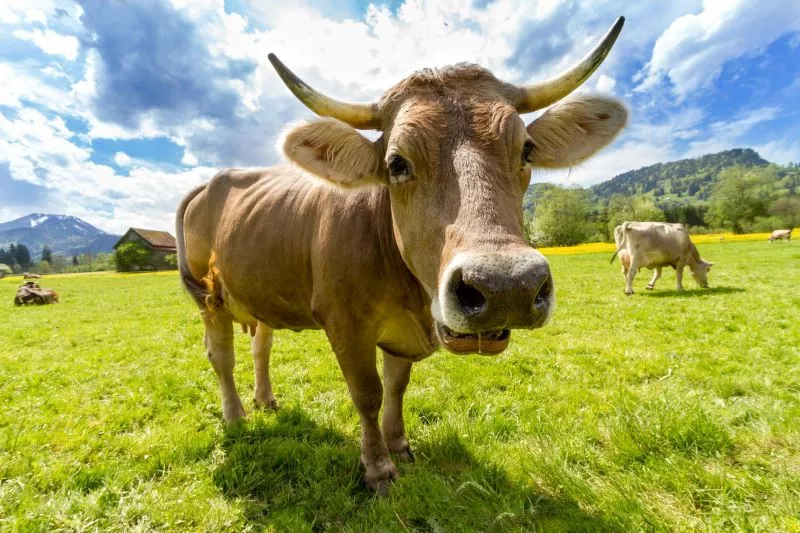 five beef farmers and butchers infected with skin anthrax in china photo pexels website five beef farmers and butchers infected with skin anthrax in china photo pexels website