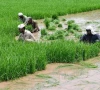 a photo of farmers working on their crop in pakistan photo app file a photo of farmers working on their crop in pakistan photo app file