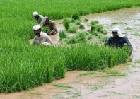 a photo of farmers working on their crop in pakistan photo app file a photo of farmers working on their crop in pakistan photo app file