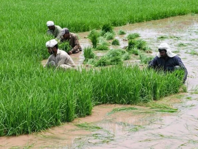 a photo of farmers working on their crop in pakistan photo app file a photo of farmers working on their crop in pakistan photo app file