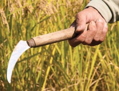 33 farm households suffer loss in earnings 33 farm households suffer loss in earnings