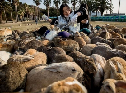 okunoshima japan s rabbit island where bunnies rule okunoshima japan s rabbit island where bunnies rule