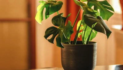 6 surprising health benefits of keeping indoor plants in your bedroom