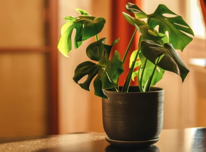 6 surprising health benefits of keeping indoor plants in your bedroom