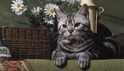 6 low maintenance cat breeds that will fit your chill lifestyle