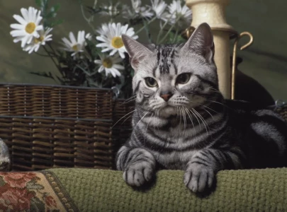 6 low maintenance cat breeds that will fit your chill lifestyle 6 low maintenance cat breeds that will fit your chill lifestyle