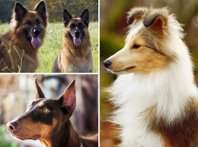 canine geniuses top 10 smartest dog breeds