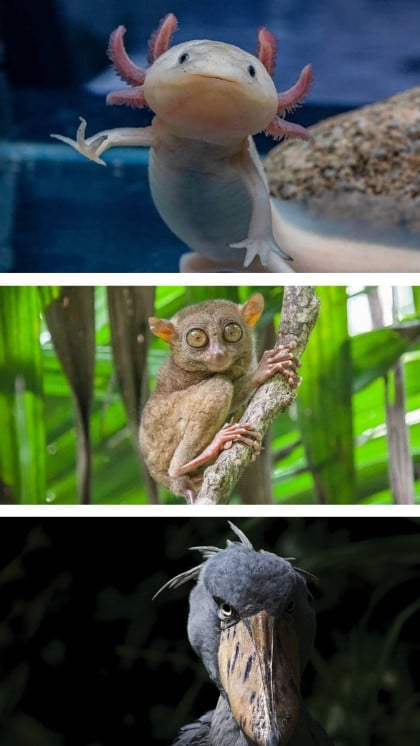 animals that look like they belong in a fantasy movie