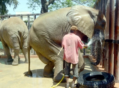 ailing elephant noor jehan survives jumbo diagnosis