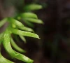 humble fern from new caledonia boasts world s largest genome humble fern from new caledonia boasts world s largest genome
