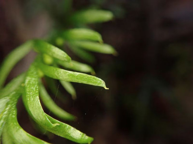 1 5 the fork fern species tmesipteris oblanceolata is seen in new caledonia a french overseas territory in the pacific in this undated photograph photo reuters 1 5 the fork fern species tmesipteris oblanceolata is seen in new caledonia a french overseas territory in the pacific in this undated photograph photo reuters