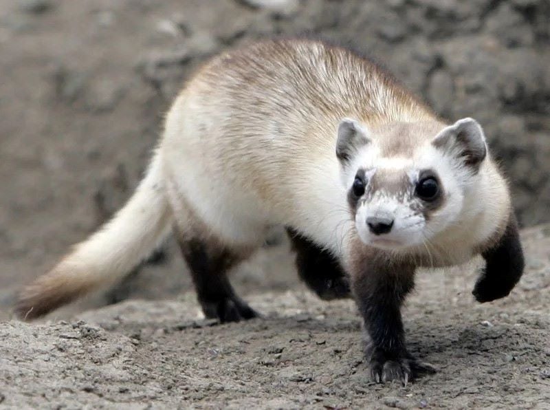 mothra a female black footed ferret waits for pieces of prairie dog to be delivered to eat at the national black footed ferret conservation center in wellington photo reuters