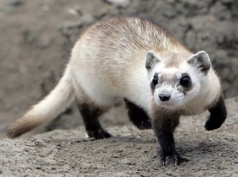 cdc tests texas bird flu strain in ferrets finds high lethality cdc tests texas bird flu strain in ferrets finds high lethality