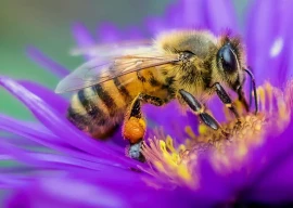 robber bees invade apiary shop in british columbia robber bees invade apiary shop in british columbia