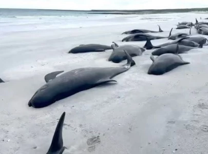 77 pilot whales die in scotland beach stranding 77 pilot whales die in scotland beach stranding