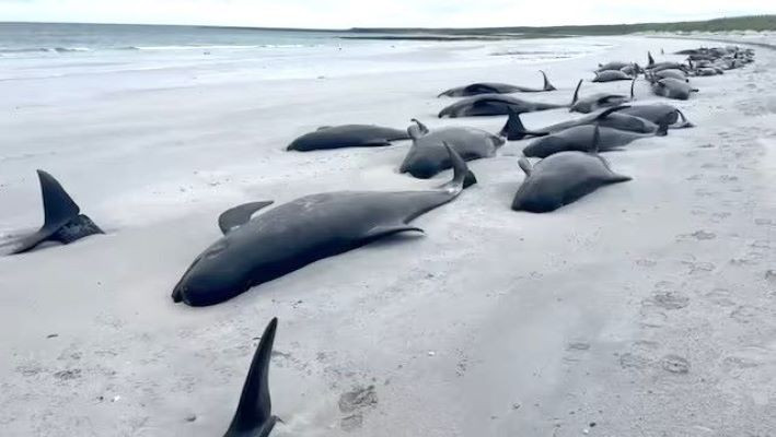 bodies of pilot whales lie on a beach following a mass stranding on an island off the north coast of scotland in orkney scotland britain july 11 2024 in this screengrab obtained from a handout video british divers marine life rescue handout via reuters purchase licensing rights