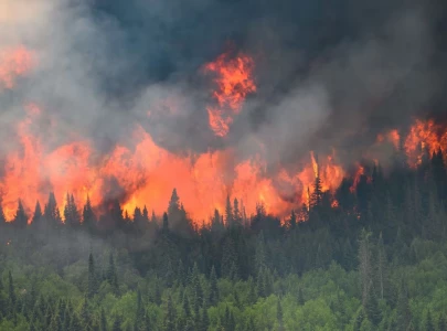 wildfires heat threaten northern hemisphere forests