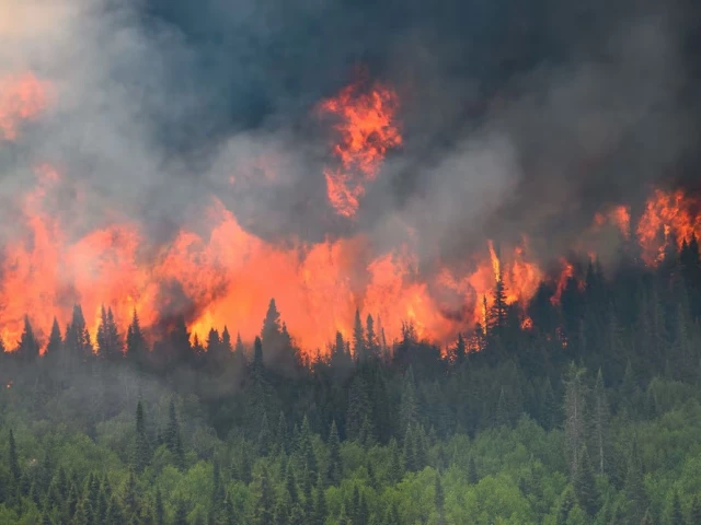 forest fire photo reuters forest fire photo reuters