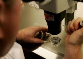 human skin cells turned into fertilisable eggs human skin cells turned into fertilisable eggs