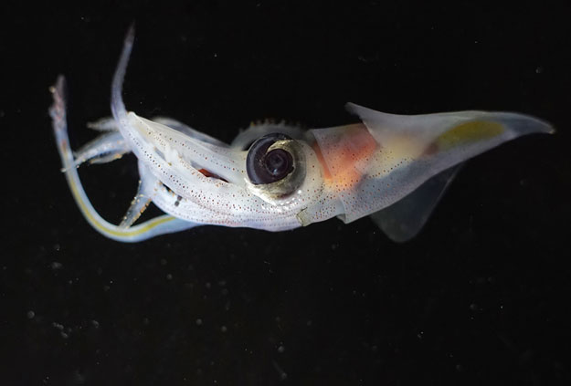 This undated handout photograph received from Museums Victoria in Melbourne on May 31, 2017 shows an abraliopsis, a member of the squid family, one of many species hauled up from the deep waters off Australia during a scientific voyage studying parts of the ocean never explored before. PHOTO: AFP 