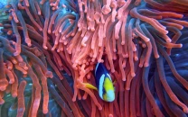 china led team launches deep sea ai model to boost ocean research