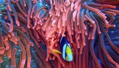 the ai model has already established an intelligent cognitive system for a deep sea seamount and a hydrothermal vent field photo pexels