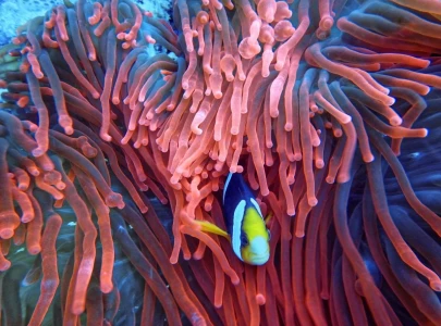 china led team launches deep sea ai model to boost ocean research