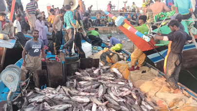 fishermen catch 100 metric tons of sea catfish at khai creek fishermen catch 100 metric tons of sea catfish at khai creek