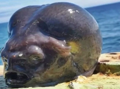 fisherman catches bizarre alien like sea creature sparking online frenzy