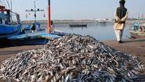 fisheries reforms key to boosting seafood exports