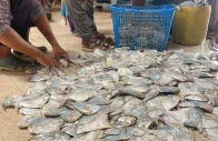 fish exports cross 500m for first time