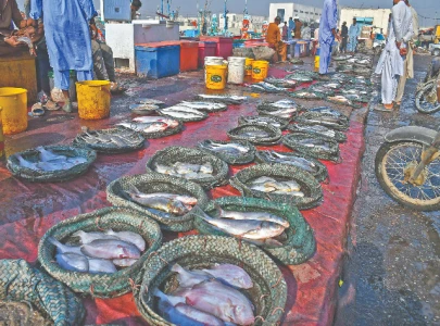 warning bells rung on declining fish stocks