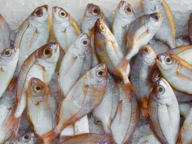 fish farming surpasses wild fisheries for first time un report fish farming surpasses wild fisheries for first time un report