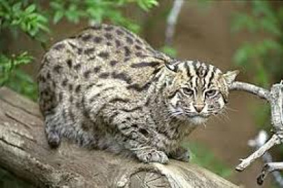 rescued fishing cat released into the wild rescued fishing cat released into the wild