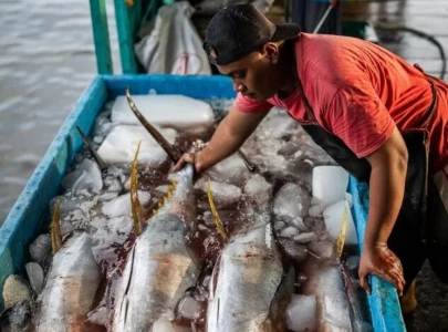 no catch for the day pakistan s tuna trade caught in us iran crossfire no catch for the day pakistan s tuna trade caught in us iran crossfire