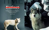 the true story behind time magazine cover celebrating de extinction of dire wolves using ancient dna the true story behind time magazine cover celebrating de extinction of dire wolves using ancient dna