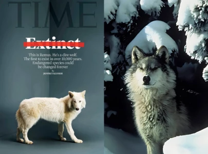 the true story behind time magazine cover celebrating de extinction of dire wolves using ancient dna the true story behind time magazine cover celebrating de extinction of dire wolves using ancient dna