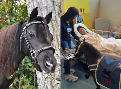 miniature horse black pearl goes viral for waking child from anaesthesia with keyboard performance miniature horse black pearl goes viral for waking child from anaesthesia with keyboard performance